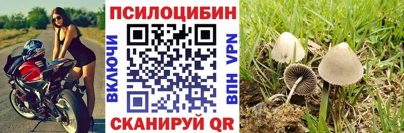 Галлюциногенные грибы Psilocybine cubensis  купить закладку  Курганинск 